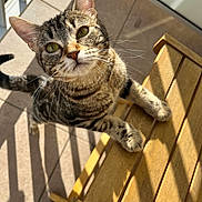 Kira participe au concours pour gagner de l'argent avec cette photo : animal, cat, closeup, curious, cute, daylight, domestic_cat, ears, feline, looking_up, outdoor, paws, pet, shadow, striped, sunlight, tabby, tile_floor, whiskers, wooden_chair