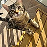 animal, cat, closeup, curious, cute, daylight, domestic_cat, ears, feline, looking_up, outdoor, paws, pet, shadow, striped, sunlight, tabby, tile_floor, whiskers, wooden_chair