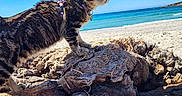 Kira a rejoint le concours — aidez-le/la à gagner de superbes lots ! cat, tabby_cat, harness, beach, driftwood, sand, ocean, sky, outdoor, sunny, animal, pet, nature, waves, shore, daytime, curious, feline, mammal, landscape