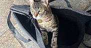 Kira a rejoint le concours — aidez-le/la à gagner de superbes lots ! animal, bag, cat, close_up, collar, curious, domestic_animal, ears, feline, floor, indoor, looking, patterned_bag, pet, pet_accessory, sitting, stone_tiles, tabby, whiskers, yellow_eyes