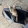 animal, bag, cat, close_up, collar, curious, domestic_animal, ears, feline, floor, indoor, looking, patterned_bag, pet, pet_accessory, sitting, stone_tiles, tabby, whiskers, yellow_eyes