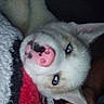 Maverick joined the competition — help win amazing prizes! dog, canine, pet, blue_eyes, nose, pink_nose, black_spots, blanket, red_blanket, white_blanket, hand, lying_down, close_up, fur, animal, domestic_animal, portrait, indoor, dark_background, cozy