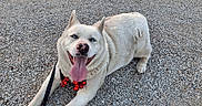 Maverick is registered to the contest to win money with this photo: dog, white_dog, blue_eyes, tongue_out, jingle_bell_collar, collar, gravel, outdoor, pet, canine, happy, smiling, leash, paw, animal, mammal, cute, laying_down, festive, holiday