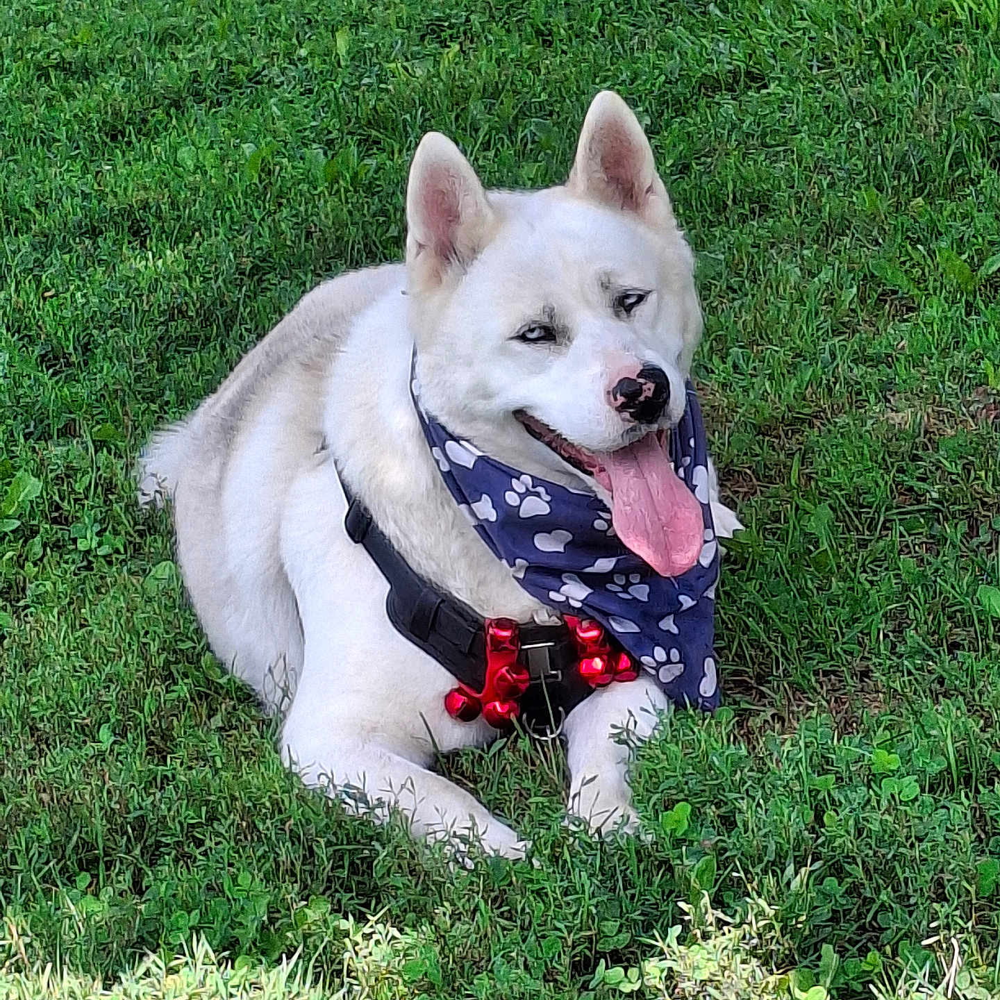 Maverick