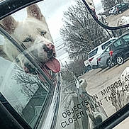 Maverick joined the competition — help win amazing prizes! dog, side_mirror, car_window, reflection, tongue_out, white_dog, outdoor, vehicle, parking_lot, trees, overcast, mirror_text, smiling_dog, pet, roadside, daytime, animal, happy, face, ears