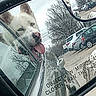 dog, side_mirror, car_window, reflection, tongue_out, white_dog, outdoor, vehicle, parking_lot, trees, overcast, mirror_text, smiling_dog, pet, roadside, daytime, animal, happy, face, ears