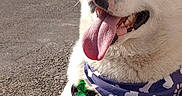 Maverick joined the competition — help win amazing prizes! animal, asphalt, bandana, blue_sky, canine, car, dog, happy, harness, leash, outdoor, pet, purple_bandana, road, sunny, suv, tongue_out, trees, vehicle, white_dog