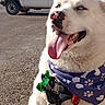 Maverick joined the competition — help win amazing prizes! dog, white_dog, bandana, purple_bandana, tongue_out, happy, outdoor, sunny, asphalt, vehicle, suv, car, road, blue_sky, trees, pet, canine, leash, harness, animal