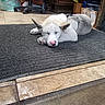 dog, sleeping, indoor, mat, office_chair, jacket, desk, bag, tile_floor, workspace, resting, pet, white_dog, floor, clutter, shelving, container, quiet, relaxation, animal