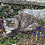 cat, fluffy_cat, grey_cat, outdoor, garden, crocus, daffodil, stone_wall, ivy, grass, leaves, paws, whiskers, fur, pet, resting, curled_up, solar_light, spring, wildlife