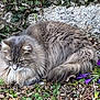 Poopy participe au concours pour gagner de l'argent avec cette photo : cat, long_haired_cat, fluffy_cat, gray_fur, whiskers, paws, curled_up, resting, flower, purple_crocus, ground, leaves, ivy, rock_wall, garden, outdoor, close_up, fur_texture, pet, calm