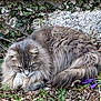 cat, longhair_cat, fluffy, grey_cat, feline, pet, animal, curled, resting, garden, purple_flower, crocus, ivy, stone_wall, outdoor, whiskers, fur, closeup, vegetation, relaxed