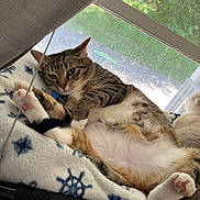 Tink is registered to the contest to win money with this photo: cat, tabby, pet, indoor, window, blanket, paw_pads, fluffy, relaxed, fur, animal, cute, resting, cozy, domestic, mammal, sleepy, lying_down, household, natural_light
