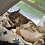 cat, tabby, pet, indoor, window, blanket, paw_pads, fluffy, relaxed, fur, animal, cute, resting, cozy, domestic, mammal, sleepy, lying_down, household, natural_light