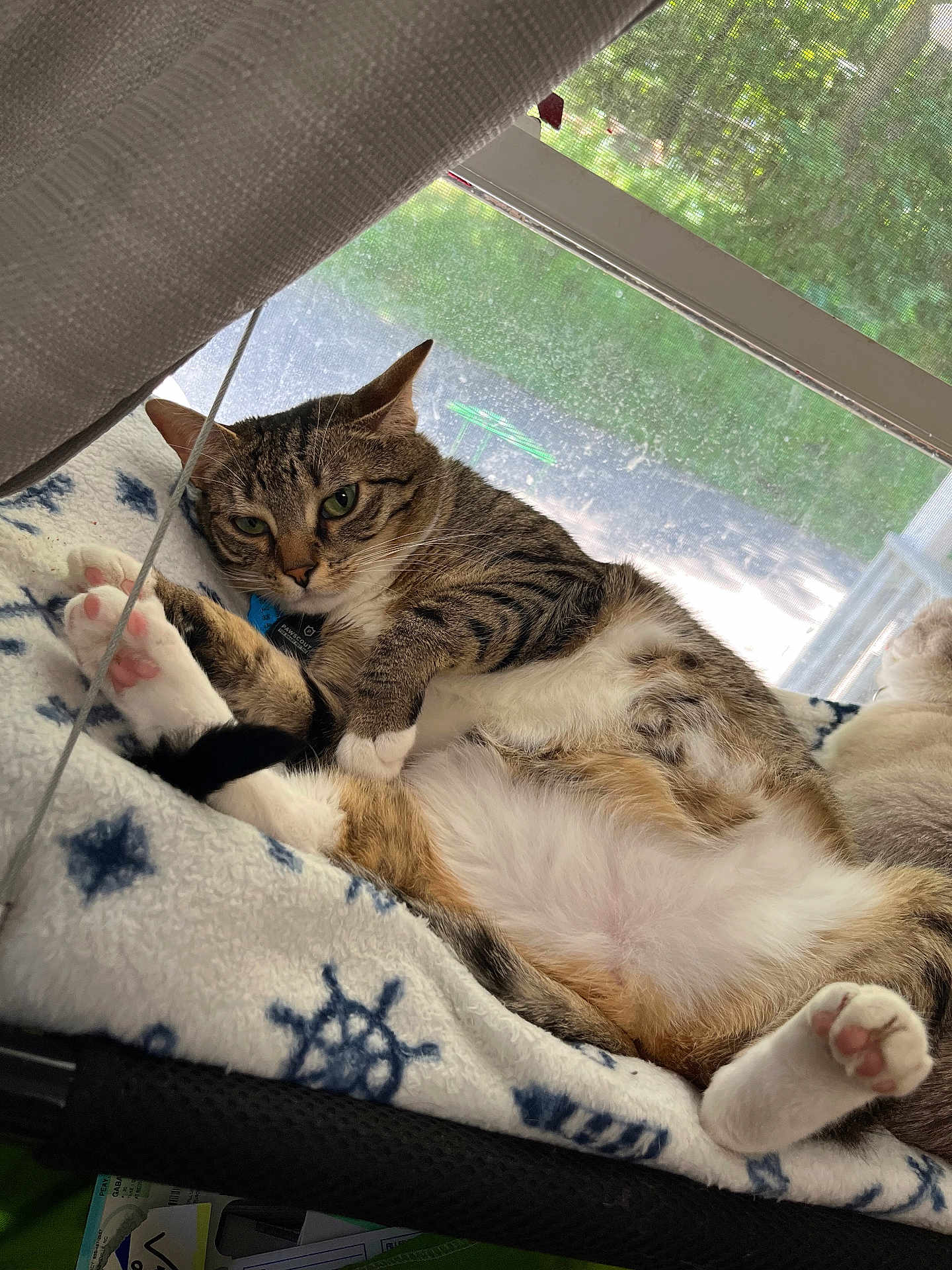 Tink is registered to the contest to win money with this photo: cat, tabby, pet, indoor, window, blanket, paw_pads, fluffy, relaxed, fur, animal, cute, resting, cozy, domestic, mammal, sleepy, lying_down, household, natural_light
