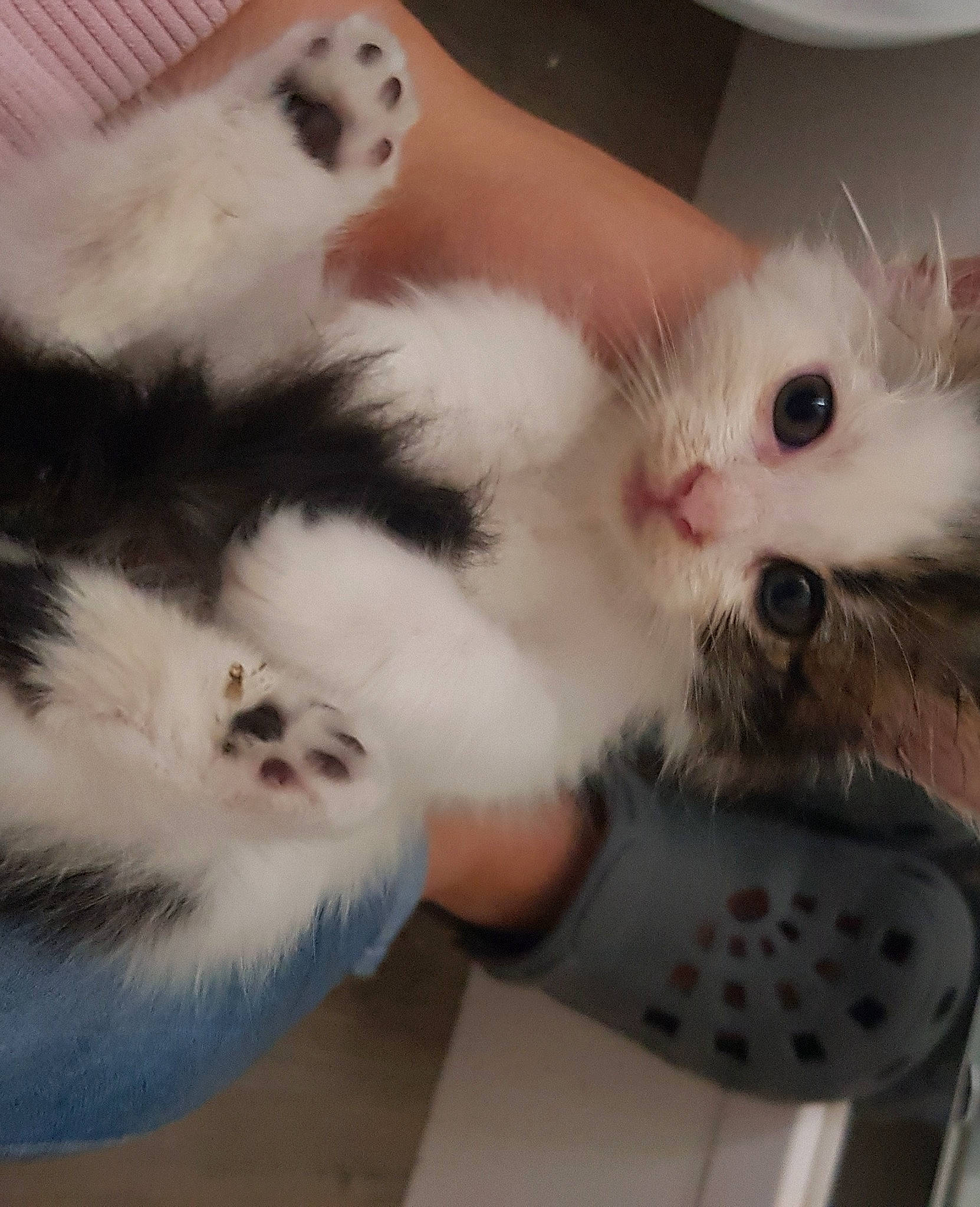 Rukkia participe au concours pour gagner de l'argent avec cette photo : carnivore, cat, claw, domestic_short_haired_cat, fawn, felidae, foot, fur, paw, small_to_medium_sized_cats, snout, tail, toe, whiskers, white