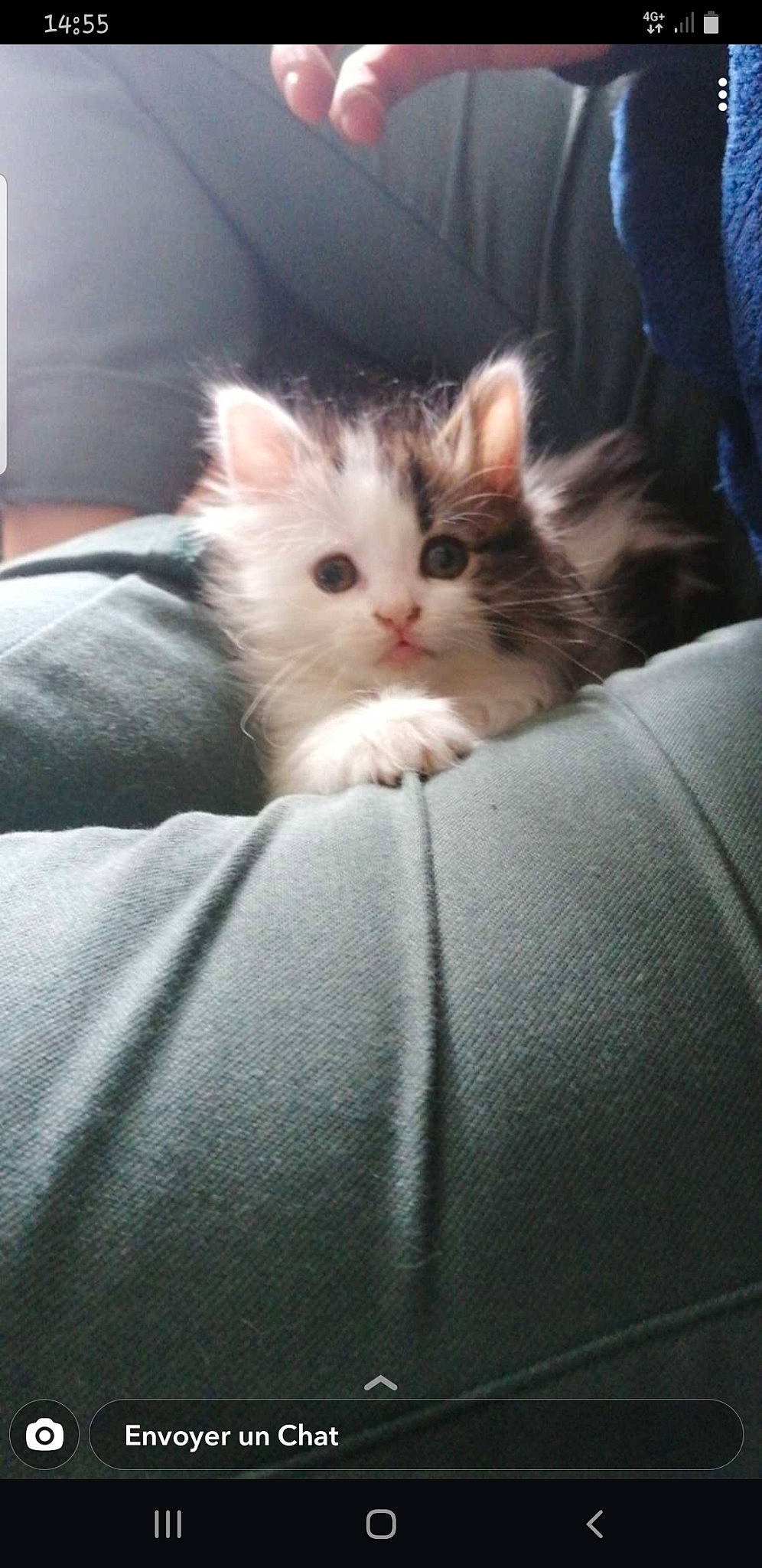 Rukkia a rejoint le concours — aidez-le/la à gagner de superbes lots ! box, carnivore, cat, comfort, darkness, domestic_short_haired_cat, fawn, felidae, fur, grey, paw, sitting, small_to_medium_sized_cats, snout, tail, whiskers