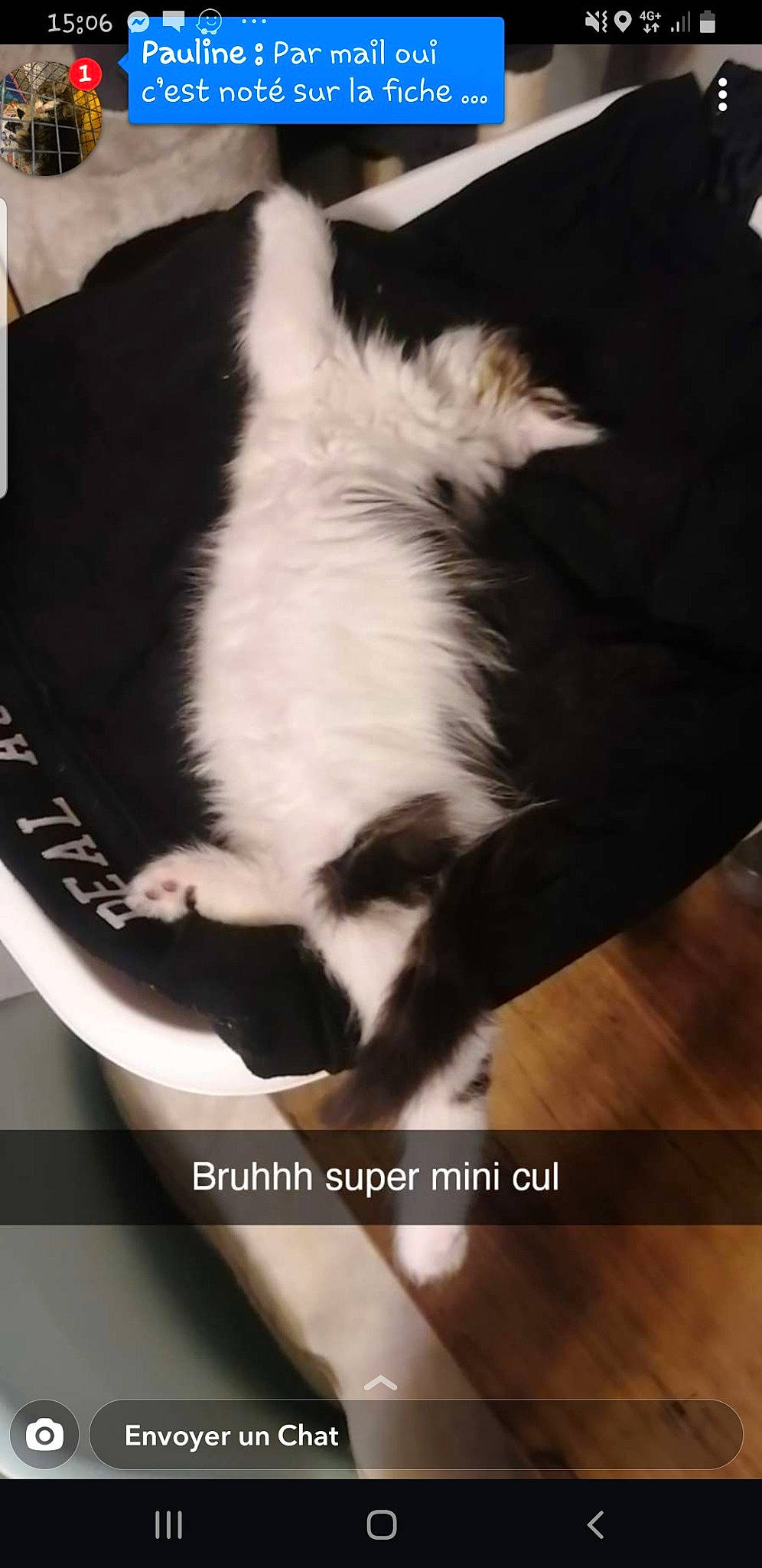 Rukkia participe au concours pour gagner de l'argent avec cette photo : carnivore, cat, claw, comfort, domestic_short_haired_cat, felidae, flooring, foot, fur, hardwood, paw, photo_caption, plant, small_to_medium_sized_cats, tail, whiskers, wood