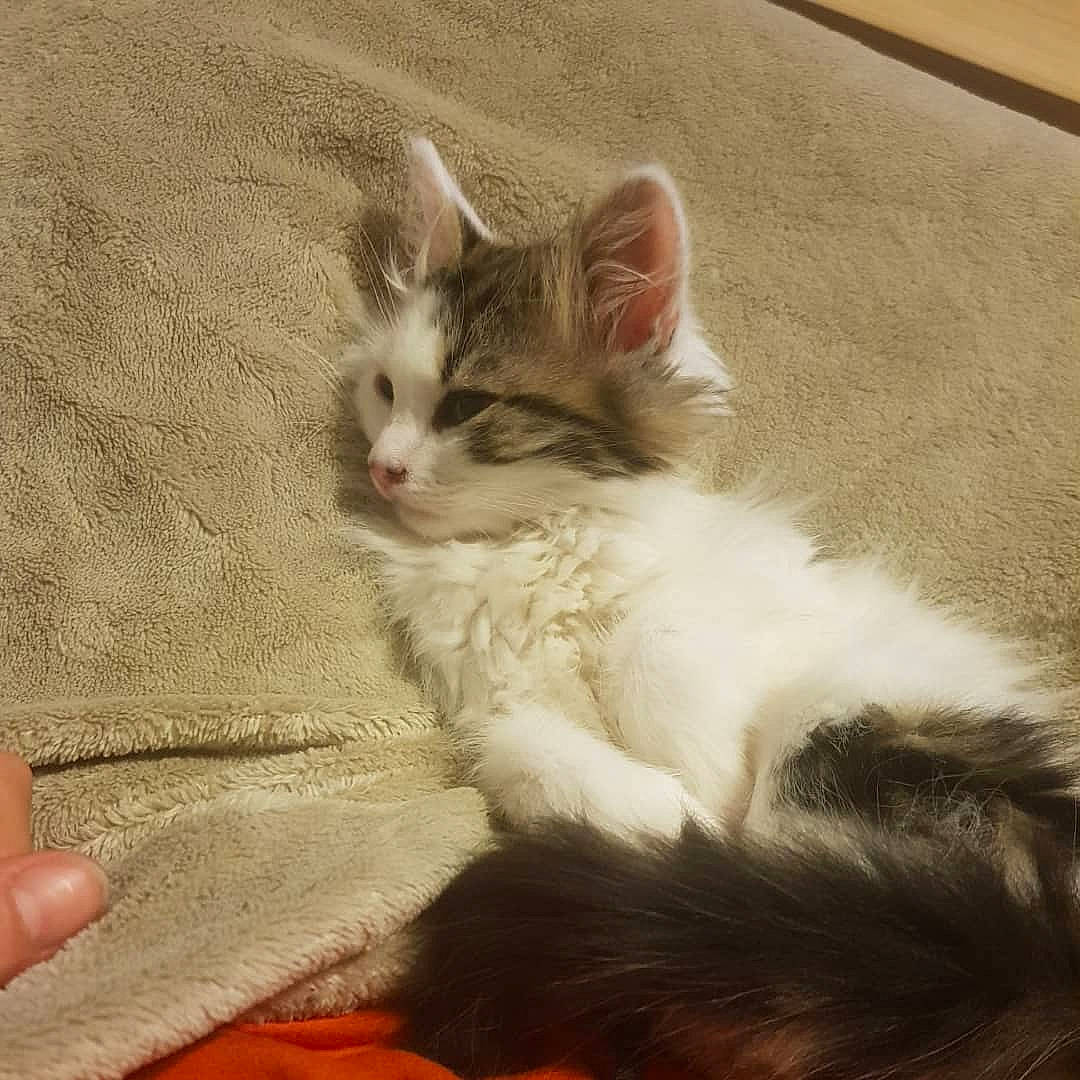 Rukkia participe au concours pour gagner de l'argent avec cette photo : carnivore, cat, claw, comfort, domestic_short_haired_cat, fawn, felidae, flooring, foot, fur, gesture, nail, paw, photo_caption, sitting, small_to_medium_sized_cats, snout, tail, whiskers, wood