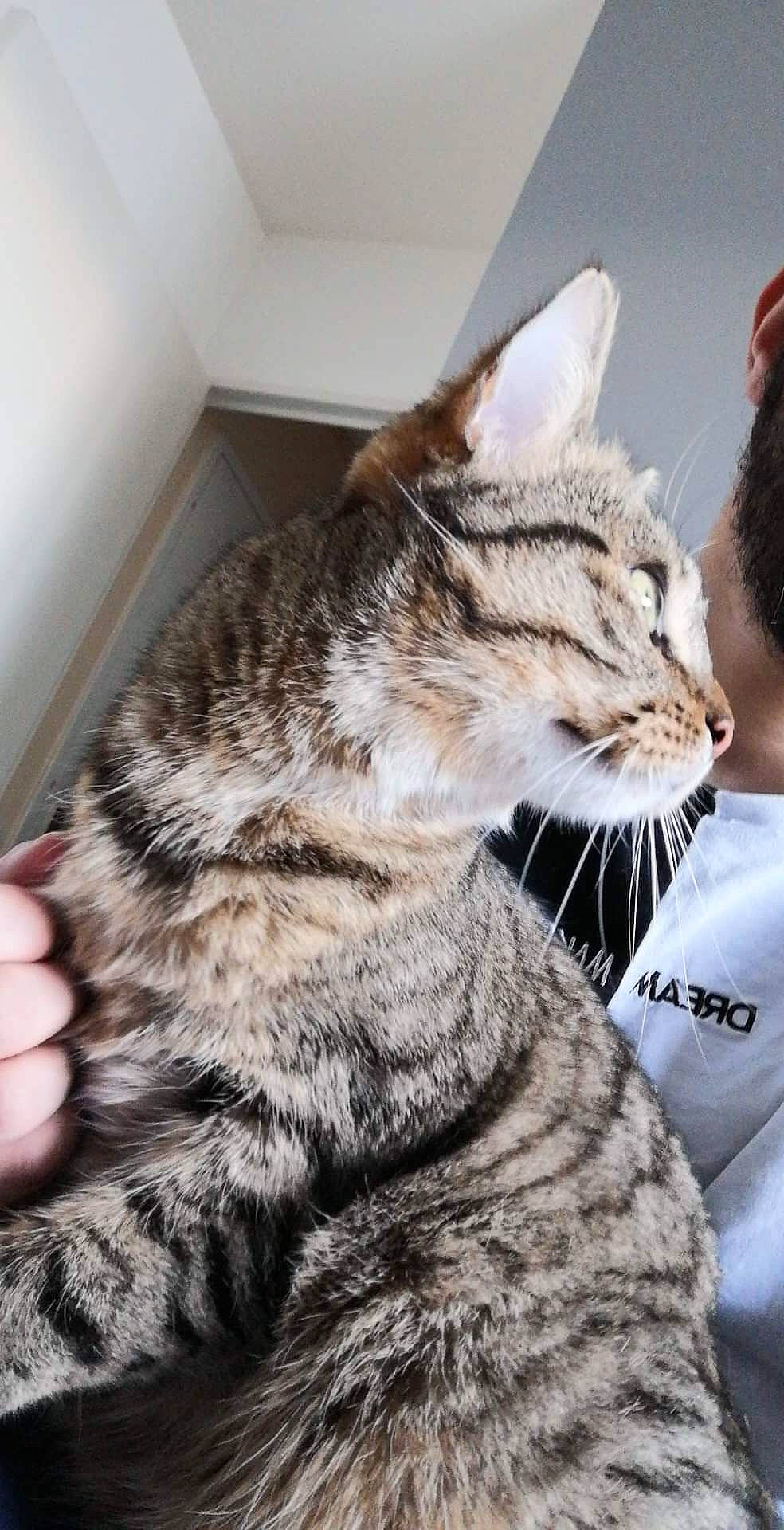 Indica a rejoint le concours — aidez-le/la à gagner de superbes lots ! carnivore, cat, claw, comfort, domestic_short_haired_cat, felidae, fur, paw, sitting, small_to_medium_sized_cats, snout, tail, terrestrial_animal, whiskers