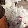 Gala joined the competition — help win amazing prizes! cat, white_cat, fluffy, pet, close_up, portrait, pink_nose, whiskers, upside_down, sleepy, cozy, lap, human_hand, tattoo, indoor, wooden_floor, appliance, fur, cute, relaxed