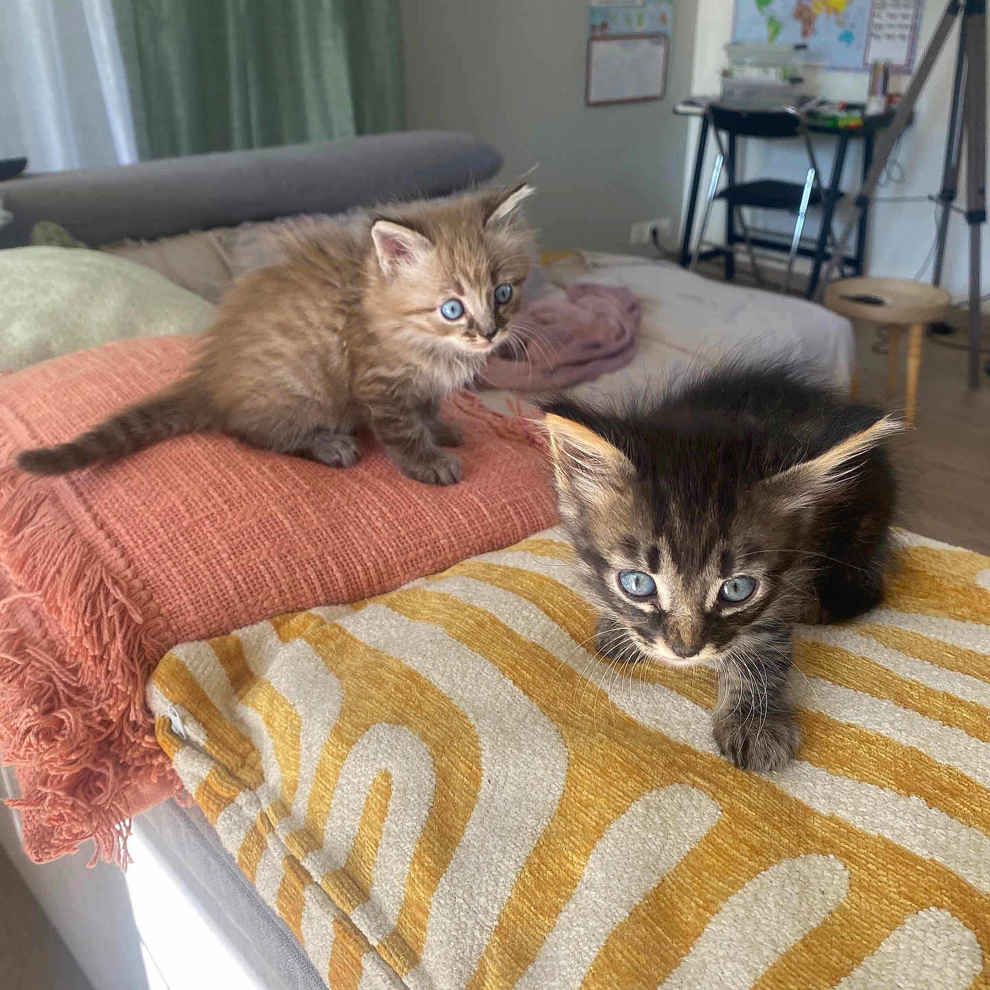 Simba Et Nala participe au concours pour gagner de l'argent avec cette photo : blanket, blue_eyes, cat, curious, cushion, cute, domestic_animal, floor, fluffy, furniture, home_decor, indoor, kitten, living_room, orange_cushion, pet, playful, soft_light, striped_pattern, yellow_cushion