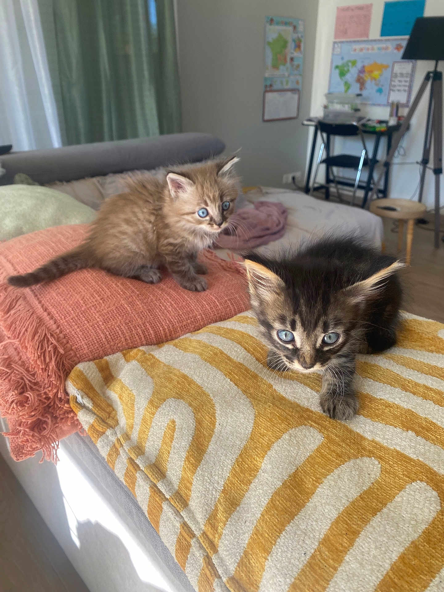 Simba Et Nala participe au concours pour gagner de l'argent avec cette photo : blanket, blue_eyes, cat, curious, cushion, cute, domestic_animal, floor, fluffy, furniture, home_decor, indoor, kitten, living_room, orange_cushion, pet, playful, soft_light, striped_pattern, yellow_cushion