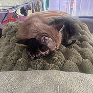Simba Et Nala a rejoint le concours — aidez-le/la à gagner de superbes lots ! animal, blanket, cat, comfort, cozy, curtains, cute, feline, furry, green, home, indoor, kitten, pet, resting, sleeping, snuggling, soft, texture, window