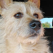 Natsu a rejoint le concours — aidez-le/la à gagner de superbes lots ! dog, close_up, fluffy, light_brown, ears, eyes, car_interior, window, outdoor_view, pet, animal, fur, portrait, canine, side_view, whiskers, nose, sitting, daylight, looking_away
