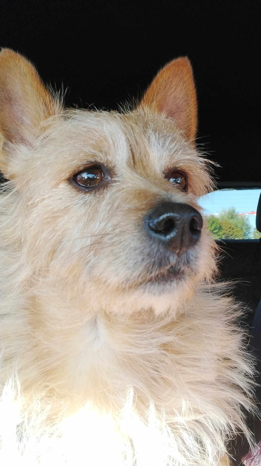 Natsu a rejoint le concours — aidez-le/la à gagner de superbes lots ! dog, close_up, fluffy, light_brown, ears, eyes, car_interior, window, outdoor_view, pet, animal, fur, portrait, canine, side_view, whiskers, nose, sitting, daylight, looking_away