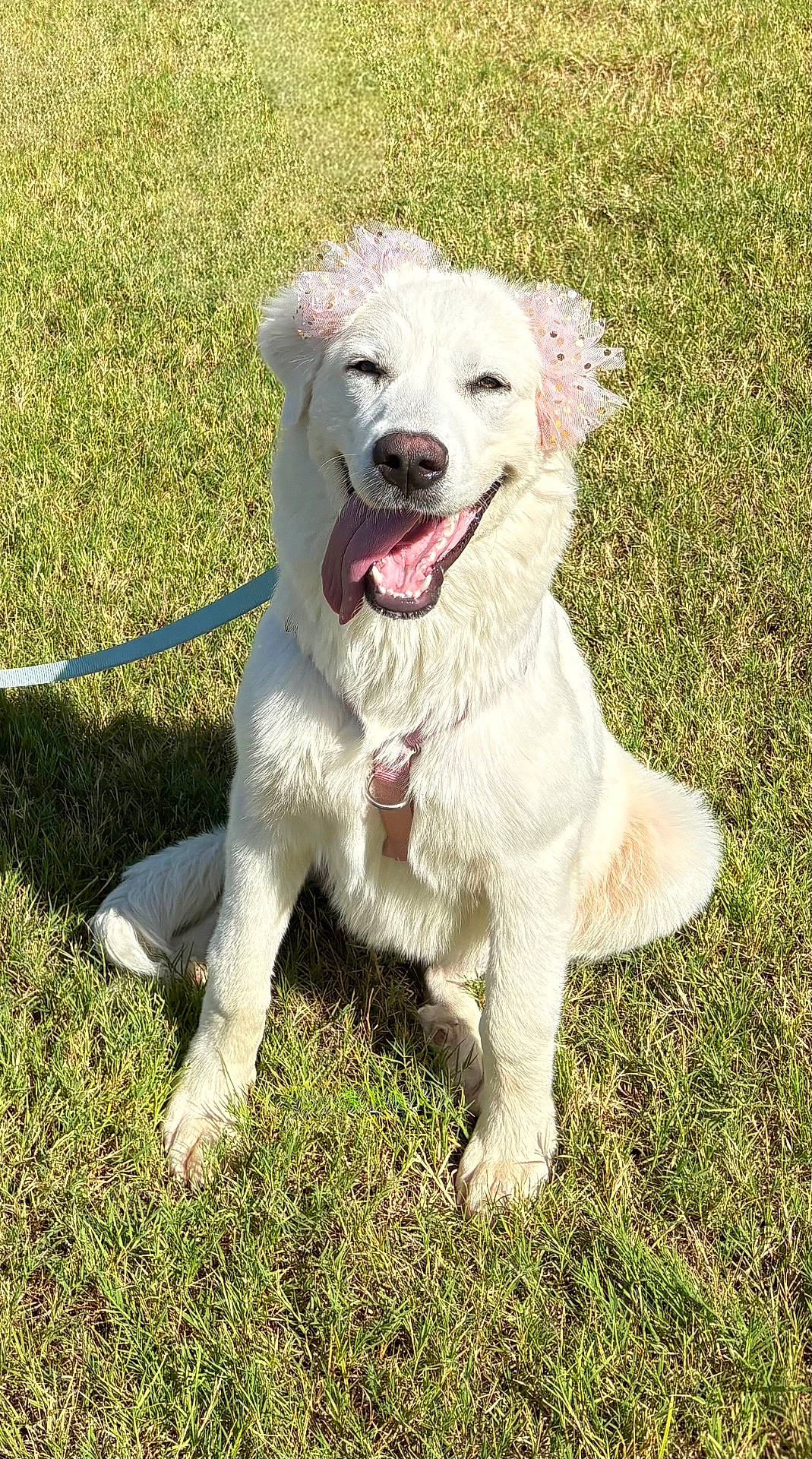 Genevieve joined the competition — help win amazing prizes! animal, canine, cute, dog, fluffy, friendly, grass, happy, leash, nature, outdoor, pet, pink_headband, playful, sitting, smiling, summer, sunlight, tongue_out, white_dog