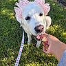 Genevieve is registered to the contest to win money with this photo: animal, canine, closeup, cute, dog, ears, fluffy, friendly, grass, hand, leash, nature, outdoor, pet, pink_bows, playful, sitting, sunlight, treat, white_dog