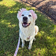Genevieve joined the competition — help win amazing prizes! animal, bow, canine, cute, daylight, dog, ears, friendly, grass, happy, leash, nature, outdoor, pet, pink_bow, portrait, sitting, smiling, sunlight, white_dog