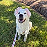 Genevieve is registered to the contest to win money with this photo: animal, canine, cute, daytime, dog, ears, floral_pattern, grass, happy, leash, nature, outdoor, pet, pink_bows, playful, portrait, sitting, smiling, sunlight, white_dog