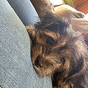Pelusa joined the competition — help win amazing prizes! dog, pet, resting, close_up, fur, denim, lap, couch, cushion, indoor, cozy, relaxed, brown, black, furry, cute, animal, companion, home, soft_lighting