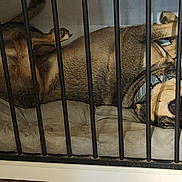 Churro joined the competition — help win amazing prizes! dog, crate, pet, animal, cage, resting, bed, fur, collar, canine, domestic, indoor, relaxed, sleeping, paw, snout, teeth, bars, cute, companion