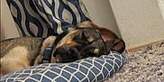 Churro is registered to the contest to win money with this photo: dog, sleeping, cushion, blue, patterned, carpet, indoor, resting, cozy, pet, fur, collar, curtain, texture, quiet, relaxation, home, comfort, animal, peaceful