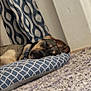 dog, sleeping, cushion, blue, patterned, carpet, indoor, resting, cozy, pet, fur, collar, curtain, texture, quiet, relaxation, home, comfort, animal, peaceful