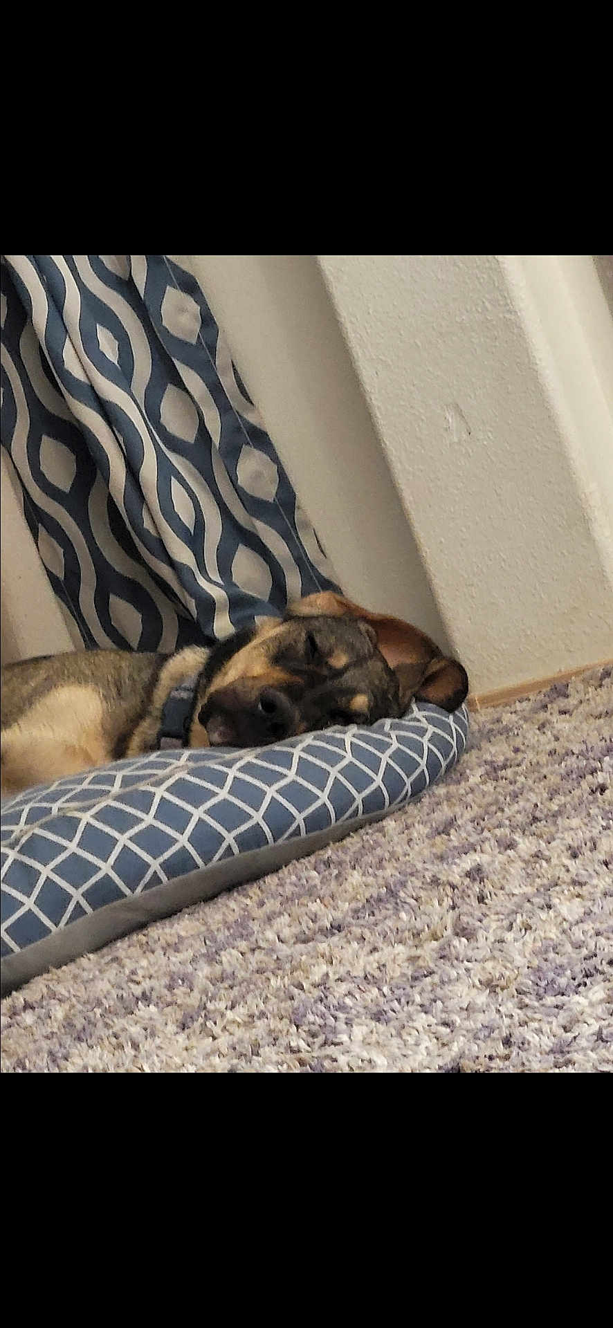 Churro joined the competition — help win amazing prizes! dog, sleeping, cushion, blue, patterned, carpet, indoor, resting, cozy, pet, fur, collar, curtain, texture, quiet, relaxation, home, comfort, animal, peaceful