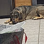 Churro is registered to the contest to win money with this photo: dog, lying_down, kitchen, floor, tile, metal_bucket, red_handle, wooden_cabinet, appliance, domestic, pet, resting, indoor, brown_dog, canine, relaxed, household, corner, quiet, home