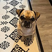 Jameson is registered to the contest to win money with this photo: dog, pug, small_dog, pet, indoor, rug, patterned_rug, wood_floor, looking_up, big_eyes, ears, muzzle, whiskers, paws, sitting, portrait, close_up, tan_fur, black_mask, cute