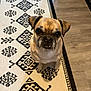 dog, pug, small_dog, pet, indoor, rug, patterned_rug, wood_floor, looking_up, big_eyes, ears, muzzle, whiskers, paws, sitting, portrait, close_up, tan_fur, black_mask, cute