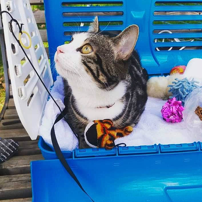 Simbad participe au concours pour gagner de l'argent avec cette photo : automotive_exterior, automotive_lighting, azure, blue, bumper, carnivore, cat, domestic_short_haired_cat, electric_blue, felidae, green, grille, hood, motor_vehicle, small_to_medium_sized_cats, tail, vehicle, vehicle_door, whiskers, window