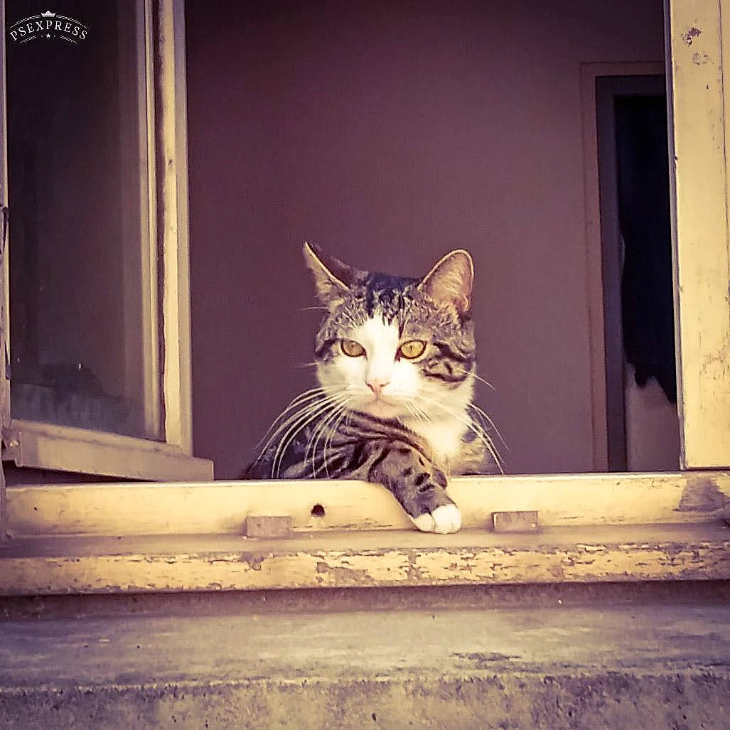 Simbad participe au concours pour gagner de l'argent avec cette photo : carnivore, cat, domestic_short_haired_cat, door, eye, felidae, foot, fur, metal, monochrome, paw, sitting, small_to_medium_sized_cats, snout, square, tail, tints_and_shades, whiskers, window, wood