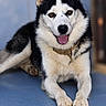 dog, husky, siberian_husky, pet, animal, black_and_white, lying_down, tongue_out, blue_floor, indoor, portrait, furry, ears, paws, collar, front_view, relaxed, alert, canine, photography