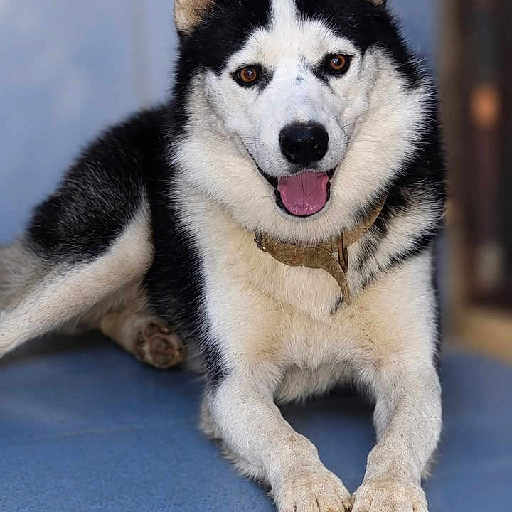 Inzo participe au concours pour gagner de l'argent avec cette photo : dog, husky, siberian_husky, pet, animal, black_and_white, lying_down, tongue_out, blue_floor, indoor, portrait, furry, ears, paws, collar, front_view, relaxed, alert, canine, photography