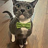 adorable, animal, cat, close_up, curious, cute, domestic_cat, feline, gray_cat, green_bow_tie, indoor, looking_up, pet, portrait, single_animal, sitting, whiskers, white_paws, wooden_floor, young_cat