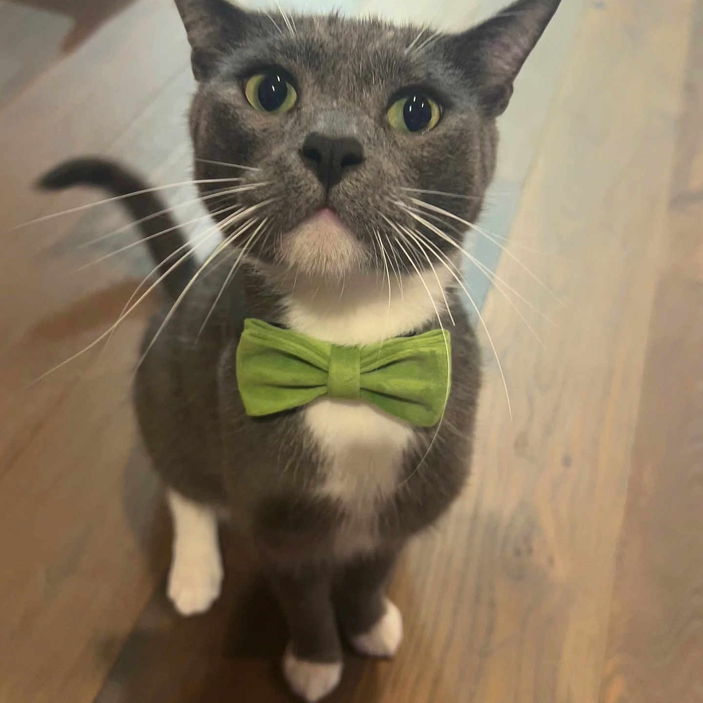Bob joined the competition — help win amazing prizes! adorable, animal, cat, close_up, curious, cute, domestic_cat, feline, gray_cat, green_bow_tie, indoor, looking_up, pet, portrait, single_animal, sitting, whiskers, white_paws, wooden_floor, young_cat