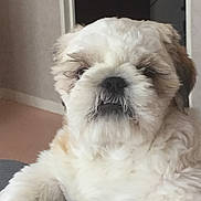Guyzmo a rejoint le concours — aidez-le/la à gagner de superbes lots ! dog, indoor, fluffy, white, pet, cute, relaxed, fur, animal, companion, canine, resting, closeup, face, adorable, small_dog, portrait, furry, domestic, cute_pet