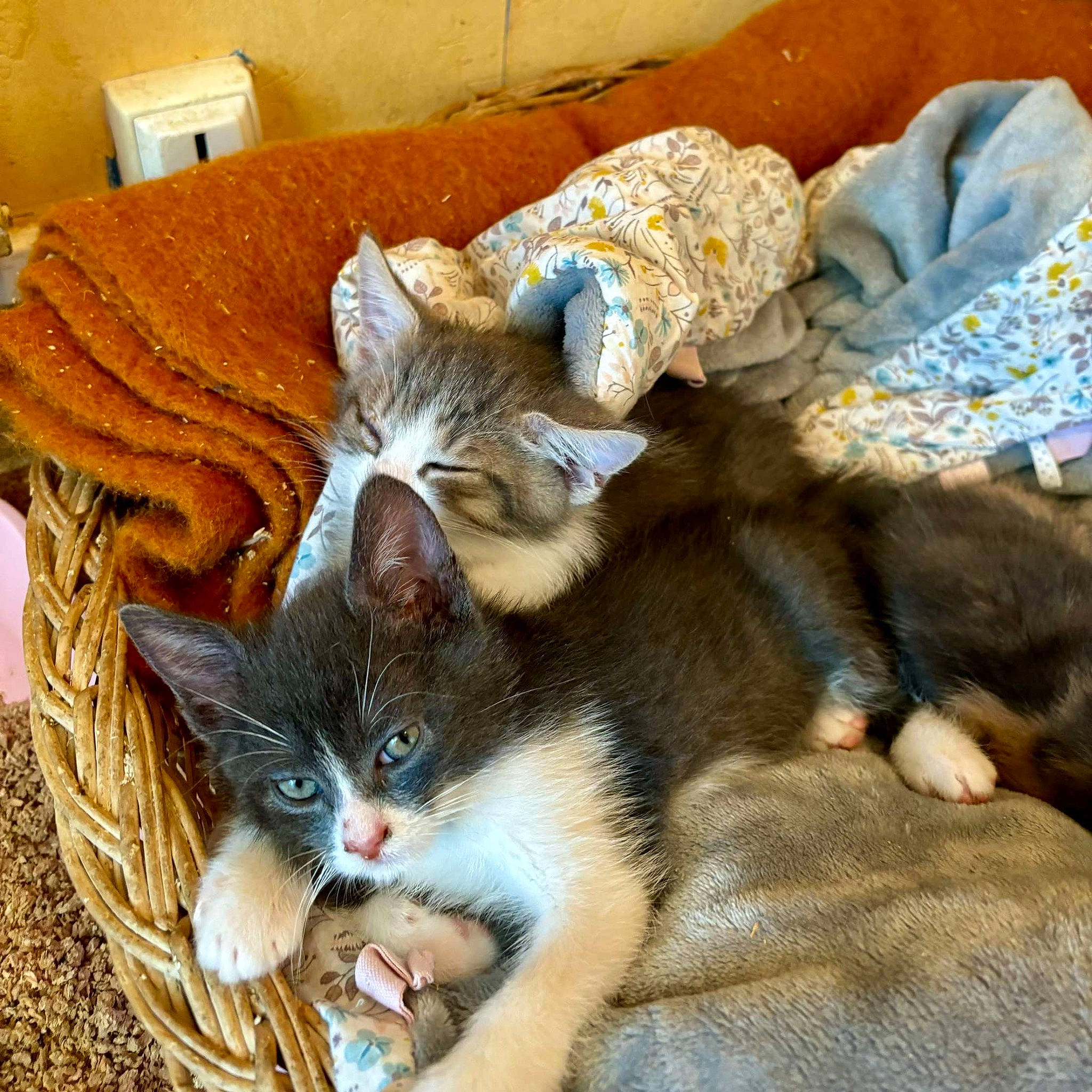 Billibop Spooky a rejoint le concours — aidez-le/la à gagner de superbes lots ! basket, carnivore, cat, cat_supply, comfort, couch, domestic_short_haired_cat, fawn, felidae, fur, linens, nap, paw, pillow, room, small_to_medium_sized_cats, tail, throw_pillow, whiskers, wood